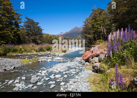 Lupinen wachsen neben den Bach mit Schnee bedeckt Berge im Hintergrund in Cascade Creek, Südinsel, Neuseeland Stockfoto