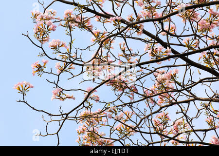 Tebebuia Blume (rosa Trompete), Tabebuia rosea Stockfoto