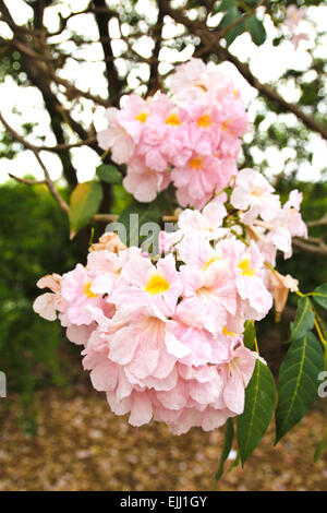 Tebebuia Blume (rosa Trompete), Tabebuia rosea Stockfoto