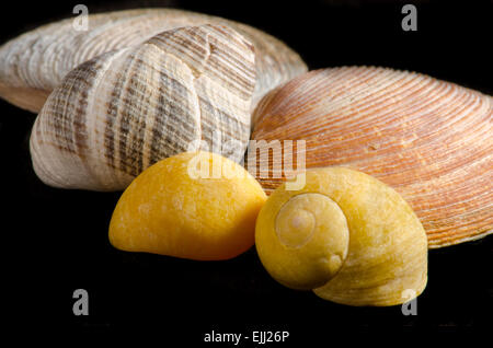 Nahaufnahme von Muscheln, die isoliert auf schwarz mit exotischen Farben gelb und orange, Textur, Muster, Makro, horizontale position Stockfoto