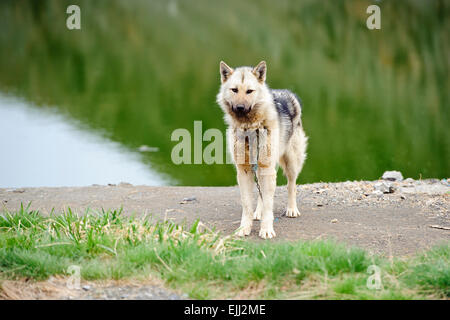 NIAQORNAT, QAASUITSUP / Grönland - 15.Juni: Grönlandhund steht in der Nähe von Wasser in Niaqornat, Grrenland am 15. Juni 2013. In der w Stockfoto