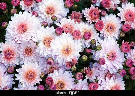 Eine Gruppe von rosa und weißen Chrysanthemen blühen im Herbst. Stockfoto