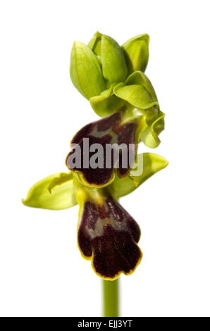 Dunkle Biene Orchidee isoliert auf weiss - Ophrys fusca Stockfoto