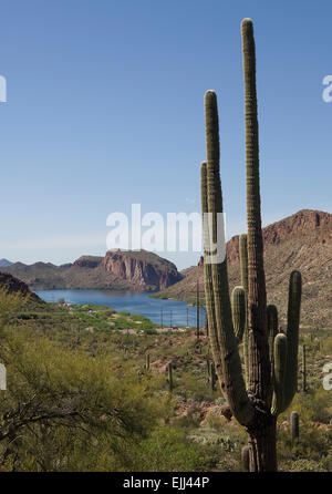 Saguaro säumen den Rand des Canyon Lake Stockfoto