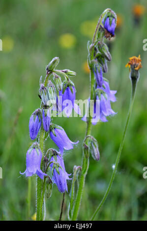 Bärtige Glockenblume (Campanula Barbata) in den Alpen Stockfoto