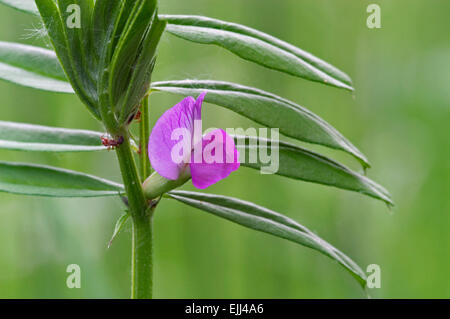 Bush-Wicke (Vicia Sepium) in Blüte Stockfoto