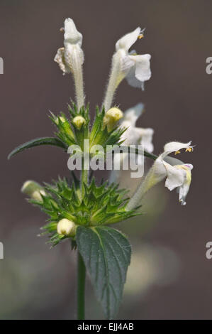 Downy Hanf-Brennessel (Galeopsis Segetum) in Blüte Stockfoto