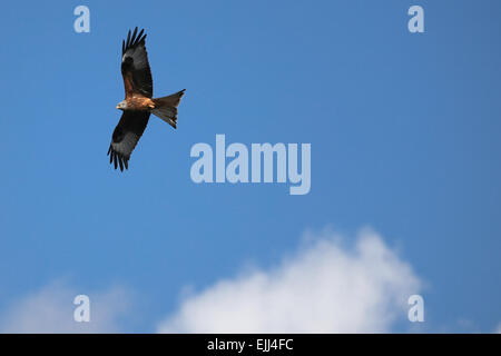 Rotmilan vor blauem Himmel, am Bwlch Nant yr Arian Kite Center Mitte Wales Fütterung. Stockfoto