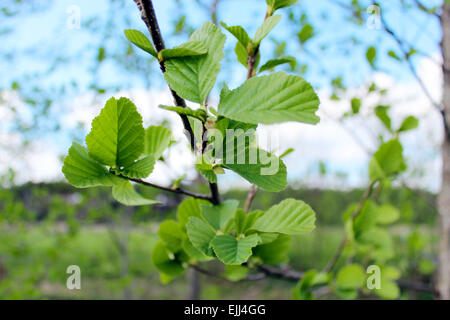 Zweig der jungen Blätter der Erle im Frühjahr Stockfoto