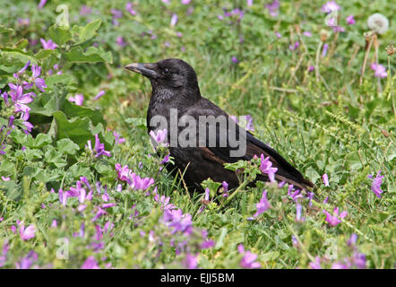 unreifen Vogel des Jahres, auf dem Boden unter Malve (Malva Sylvestris) Blumen. Seaford, E. Sussex, UK. Juli 2009 Stockfoto