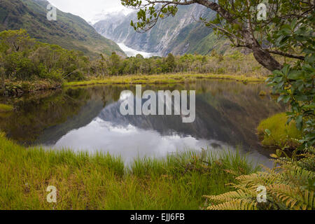 Blick vom Peters Pool von Franz Josef Glacier und Regenwald, Westland Tai Poutini Nationalpark, Südinsel, Neuseeland Stockfoto
