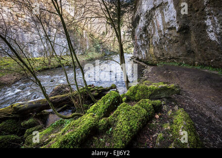 Mossy Felsen am Ufer des Flusses Wye in Chee Dale, Derbyshire. Stockfoto