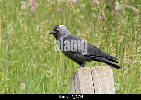 Dohle, Corvus Monedula, Erwachsener thront auf einem Pfosten auf dem Parkplatz des Reservats. Bempton Cliffs, RSPB reserve, Youkshire, Juni Stockfoto