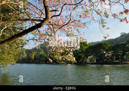 Ansicht von Kandy Lake, Sri Lanka Stockfoto