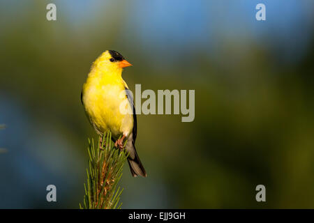 Männliche American Goldfinch in einem roten thront Kiefer Stockfoto