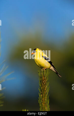Männliche American Goldfinch in einem roten thront Kiefer Stockfoto