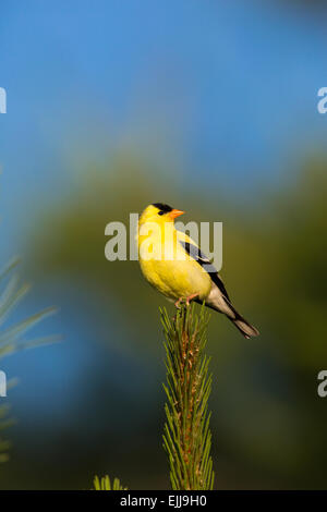 Männliche American Goldfinch in einem roten thront Kiefer Stockfoto