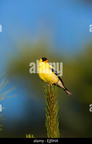Männliche American Goldfinch in einem roten thront Kiefer Stockfoto