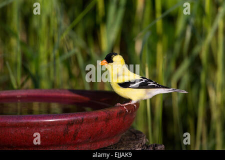 Männliche amerikanische Stieglitz thront auf einem Vogelbad Stockfoto