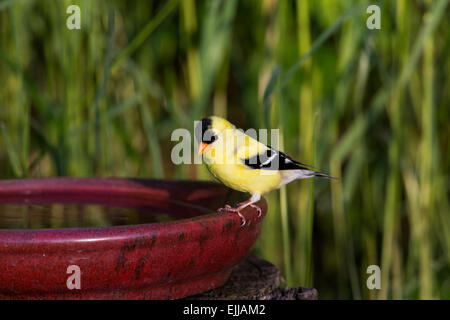 Männliche amerikanische Stieglitz thront auf einem Vogelbad Stockfoto