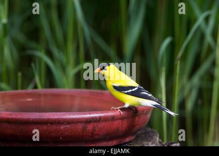 Männliche amerikanische Stieglitz thront auf einem Vogelbad Stockfoto