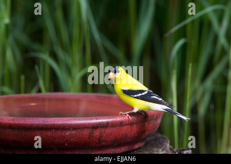 Männliche amerikanische Stieglitz thront auf einem Vogelbad Stockfoto