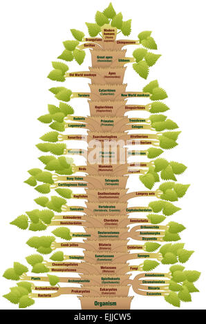 Wissenschaftliche Einordnung des modernen Menschen. Phylogenetischer Baum. Englischen und lateinischen Begriffen. Stockfoto