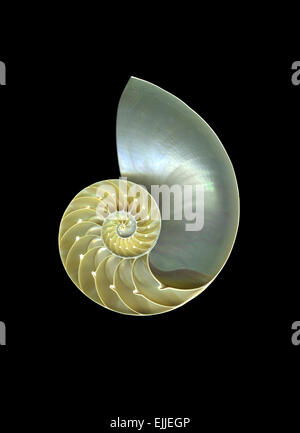 Meeresschnecke vor einem dramatischen schwarzen Hintergrund isoliert Stockfoto