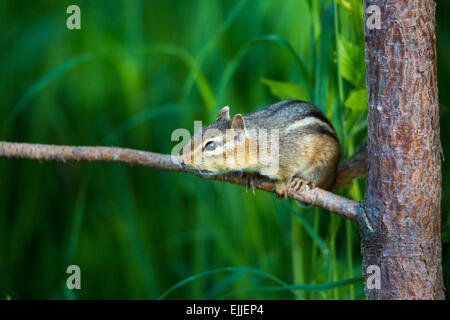 Alarmiert östliche chipmunk Stockfoto