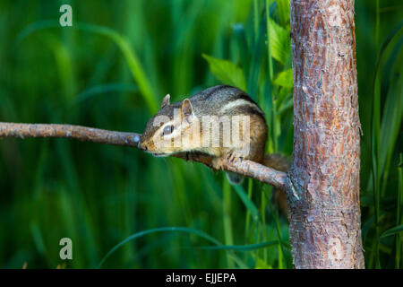 Alarmiert östliche chipmunk Stockfoto