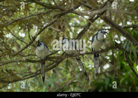 Drei weiße-throated Magpie-Jays in Costa Rica Stockfoto