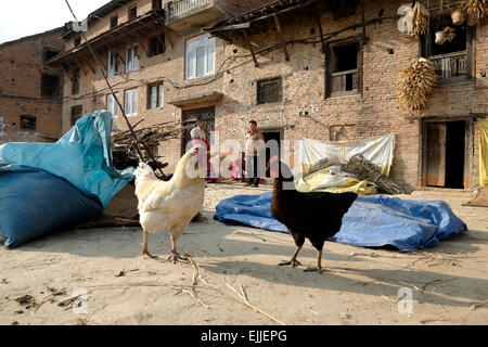 Hühner laufen frei in der Newar Stadt Bungamati in Nepal Stockfoto