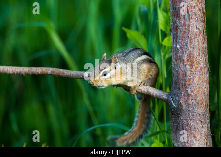 Alarmiert östliche chipmunk Stockfoto