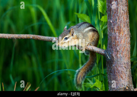 Alarmiert östliche chipmunk Stockfoto