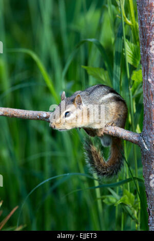 Alarmiert östliche chipmunk Stockfoto