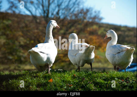 Gänse (Anser Anser Domestica) Devon England Europa Stockfoto