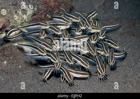 Schule der Marine Coral Wels, Plotosus Lineatus. Auch bekannt als gestreiften Wels und gestreiften Aal Wels. Tulamben, Bali Stockfoto