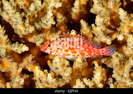 Korallen Hawkfish, Cirrhitichthys Oxycephalus, ruht auf harten Korallen am Riff.  Auch bekannt als Pixie oder Threadfin Hawkfish Stockfoto