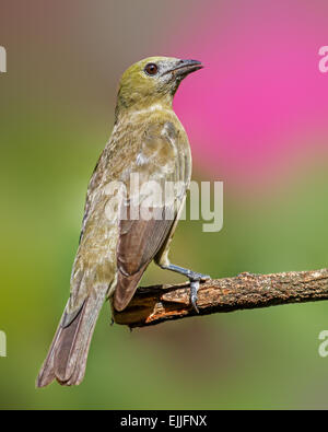 Palm Tanager (Thraupis Palmarum) thront, Georgetown, Guyana. Stockfoto