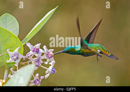 Grün-throated Mango (Anthracothorax Viridigula) trinken von Blume am Schoon Ord, Guyana Stockfoto