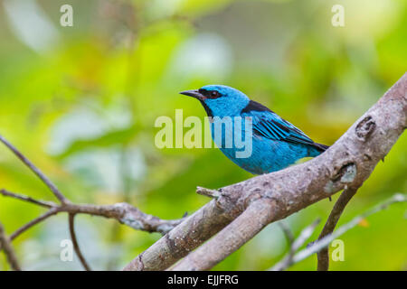 Blaue Dacnis (Dacnis Cayana) männlich, aka Türkis Kleidervogel Pandama Retreat, Madewini, Guyana Stockfoto