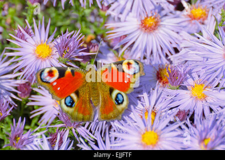 Schmetterling europäischen Pfau (Aglais Io) hocken auf lila Blüte Stockfoto
