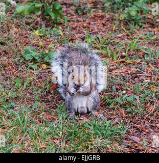 Graue Eichhörnchen sitzt auf den Hinterbeinen Frontkamera mit Pfoten durch Gesicht. Stockfoto