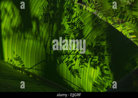 Schatten auf einem Blatt, Costa Rica Stockfoto