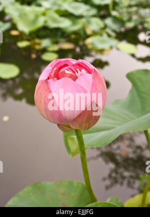 Zart rosa Lotusblüte - Knospe Nymphaea Rhamnaceae Zizyphus Stockfoto