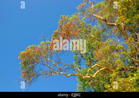 Pazifische Madrone Baum, Arbutus Menziesii und Ozean-Szene. Stockfoto