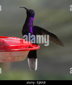 Violette Sabrewing Hummingbird, thront auf einem Vogelhäuschen, Costa Rica Stockfoto