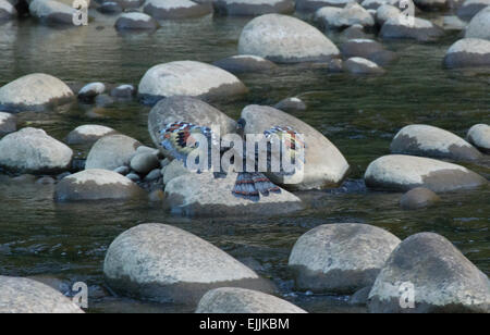 Ein Sunbittern Eurypyga Helias, über den Boden auf einem Felsen, in Costa Rica Stockfoto