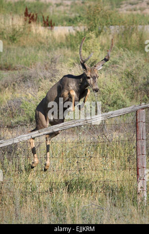 junge Maultierhirsche Buck über einen Zaun springen Stockfoto