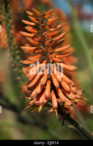 Aloe Juvenna Blüten im Hilltop Garden in La Villa, Texas, USA Stockfoto